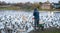 Warden feeding the ducks, swans and geese at Slimbridge Wetland Centre in Slimbridge, Gloucestershire, UK