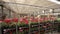A warehouse with colorful flowers. Panorama of a large warehouse with blooming flowers, Blooming flowers on warehouse
