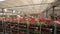 A warehouse with colorful flowers. Panorama of a large warehouse with blooming flowers, Blooming flowers on warehouse