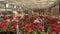 A warehouse with colourful flowers. Panorama of a large warehouse with blooming flowers, Blooming flowers on warehouse
