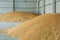 Warehouse pile of wheat corns