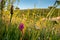 Warham Camp, well preserved Iron Age fort located adjacent to farmland between Wrighton and Warham in North Norfolk UK.