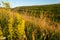 Warham Camp, well preserved Iron Age fort located adjacent to farmland between Wrighton and Warham in North Norfolk UK.