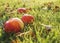 Warm Autumn : Ripe apple in green grass