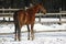 Warm Blood Chestnut Horse Standing In Winter Corral Rural Scene