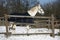 Warm Blood Grey Horse Standing In Winter Corral Rural Scene