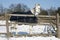 Warm Blood Purebred Horse Standing In Winter Corral Rural Scene