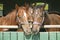 Warm blood thoroughbred horses at the barn door