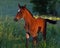 A warm-blooded foal playing on a summer meadow