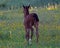 A warm-blooded foal playing on a summer meadow