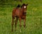 A warm-blooded foal of trotting horse