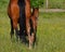 A warm-blooded foal of trotting horse