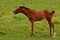 A warm-blooded foal of trotting horse