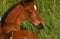 A warm-blooded foal of trotting horse, in close-up of the head