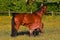 A warm-blooded foal of trotting horse, drinking milk from his mother