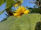 The Warm Charm of Nature: Sunflowers in the Spotlight