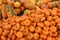 Warm, colorful image of autumn lawn covered with large crop of harvested pumpkins and squash for sale