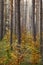 Warm colors of a pine forest in Mazury region, Poland