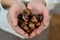 Warm Delights: Roasted Chestnuts to Savor