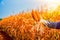 Warm glow of orange sunlight the farmer\'s hands hold corn in the dry corn field.