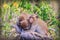 Warm hugging monkeys on treetop. Monkey family is hugging each o