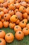 Warm and inviting image of pumpkins on the last of Summer`s lawn