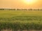 Warm light farm, sunrise and rice field