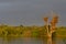 Warm morning golden light on Sunset Dam Kruger National Park