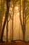 A warm morning sunrise between the dancing trees of a fog covered forest