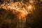 Warm orange beams filter through arid foliage during sunset in a