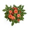 Warm orange roses bouquet circle surrounded by green leaves closeup top view. Symbol of love, passion, beauty, romance.