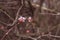 Warm pink toned photo of white and dark pink clusters of spring flowers on branches