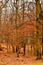 Warm red - orange landscape of autumn trees