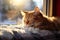 Warm and snug, a ginger cat peacefully sleeps on the windowsill