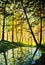 Warm spring forest summer landscape sunny painting