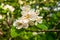 A warm summer rain had just passed, smearing yellow pollen over the white jasmine petals. One large raindrop shines on the flower