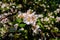 A warm summer rain had just passed, smearing yellow pollen over the white jasmine petals. One large raindrop shines on the flower