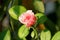 Warm summer sun shining brightly on small pink rose with closed petals waiting to fully open and bloom surrounded with bright