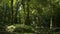 Warm sunbeams illuminating the trunks of the plants in tropical rain forest. The tranquility of summer morning in the jungle.