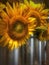 Warm sunflowers