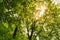 Warm Sunlight Through Green Tree Canopy Leaves Nature Outdoors P