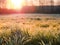 Warm sunny sun rise over a grass field, Frozen dew on the grass, Sun flare. Nobody, Nature background. Winter theme