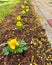 Warm sunrise close-up perspective view of recently planted yellow spring flower with fresh soil grass and paved driveway