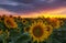 Warm sunset light and sunflower field