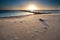 Warm sunset over sand beach on North sea