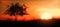 Warm Sunset with tree panoramic