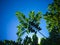 Warm Sunshine Atmosphere And The Blue Sky Under Fresh Green Leaves Of Sugar Apple Plants