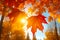 a warm view of autumn leaves sun flare lens effect nostalgic lighting cinematic atmosphere generative ai