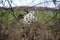 Warm winter in England. Dried wild grass in blurred fields background