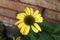 Warm yellow flower with detailed orange and green center in front of soft focus brick